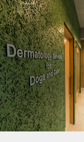 犬と猫の皮膚科